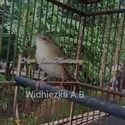 Suara Burung Keciri Belalang