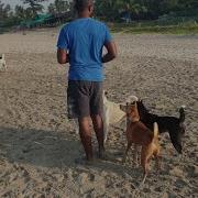 Dog Of Goa