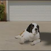 Lincoln Saint Bernard