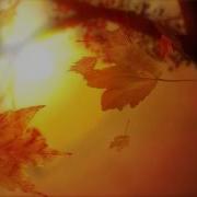 1 Hour Relaxing Music Autumn Leaves Instrumental Guitar Piano Drums 451