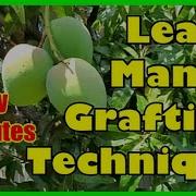 How To Graft Mango Tree