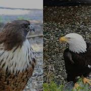 Eagle Screeching