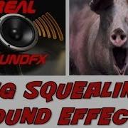 Pig Screaming Sound Effect