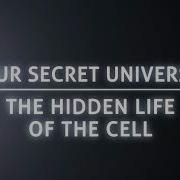 Our Secret Universe