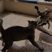 Cat Fight