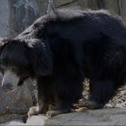 Sloth Bear Sounds