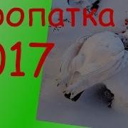 Куропатка 2017