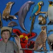 What Do You See Song Wild Animals Part 2 Learn English Kids