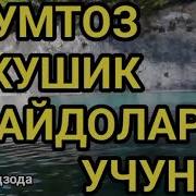 Уз Классик Кушиклар