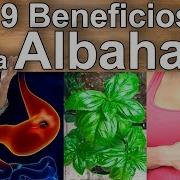 Albahaca