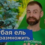 Расправляем Веточки Мы Для Елки