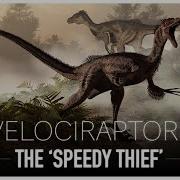 Velociraptor