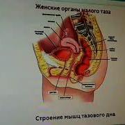 Аёлларни Жинси Аъзолари