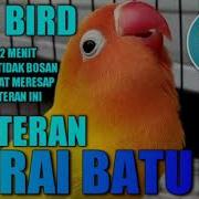 Masteran Murai Lovebird Jeda