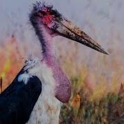 Maraboustork