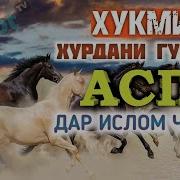 Ҳочи Мирзо Оё Гушти Асп Харом Аст