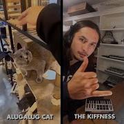 Alugalug Cat X The Kiffness Soulful Singing Cat Live Looping Remix