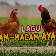 Macam Mana Ayam