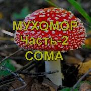 Сома Мухомор Часть 2