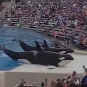 9 Шоу Касаток Киты Убийцы Seaworld In San Diego Usa