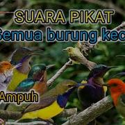 Pikat Semua Jenis Burung