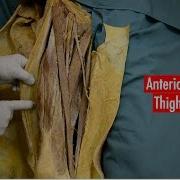 Anterior Thigh Muscles