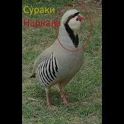 Сураки Дараи Рабе