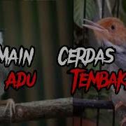 Ciblek Keristal Perenjak Gacor Adu Tembakan Masteran Murai Batu