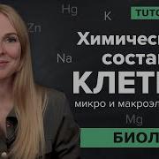 Химические Вещества В Клетке