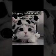 Я Знаю Котики Котики2024