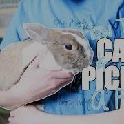 How To Catch And Pick Up A Rabbit