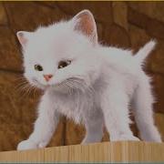 White Cat