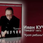 Куст Рябины Кучин