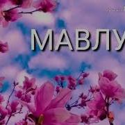 Нови Мавлуд