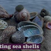 Shells On Adriatic Sea