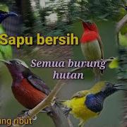 Burung Ribut Di Hutan