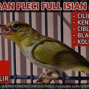 Masteran Pleci Isian Mewah Full Roll Tembak Cililin Panjang Full Wit Wit Zipper Kenarian Guacorr