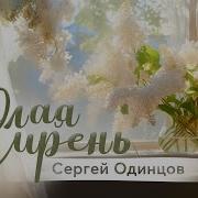 Одинцов Белая Сирень