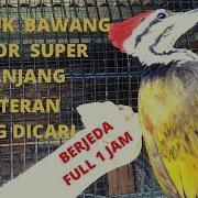 Masteran Pelatuk Bawang Suara Jernih