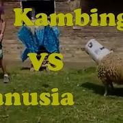 Manusia Vs Kambing