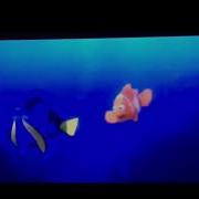 Dory Flashback Attack