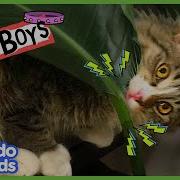 Cats Bad Boy