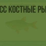 Класс Костные Рыбы 7 Класс