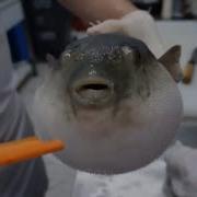 Pufferfish Eating A Carrot Meme