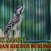 Pelatuk Sampit