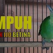 Suara Cucak Ijo Betina