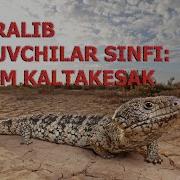 Sudralib Yuruvchilar Sinfi