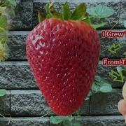 Red Strawberry