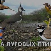 Звуки Луговых Птиц