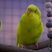 Parakeet